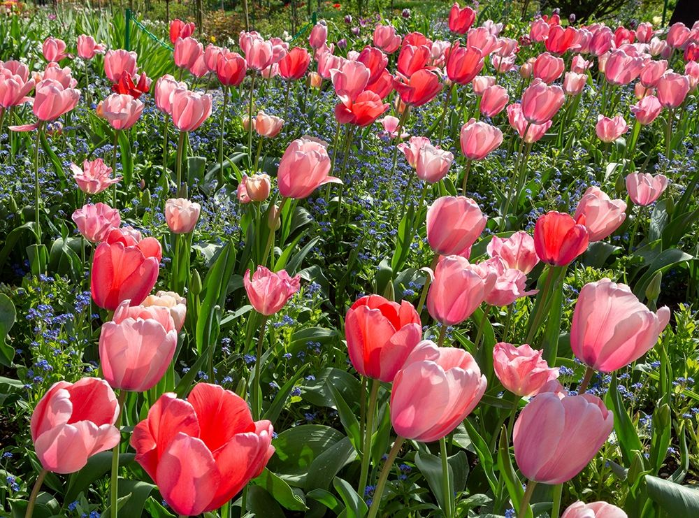 France-Giverny Pink and red backlit tulips in Monets Garden